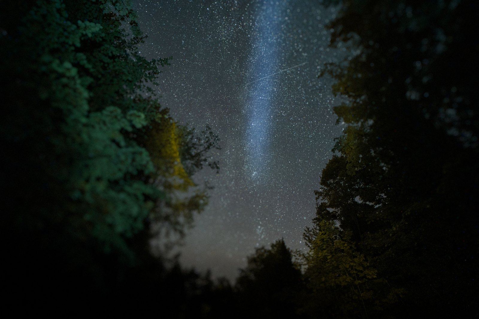 The Milky Way rising between the trees on a clear night